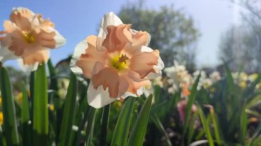 Narcissus türü Edinburgh 'un çiçek açan çiçeği. Güzel nergisler, beyaz ve pembe taç yapraklarıyla, yeşil sapta, güneşli bahar gününde, mavi gökyüzünde büyüyen.