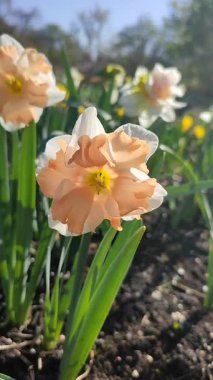 Narcissus türü Edinburgh 'un çiçek açan çiçeği. Güzel nergisler, beyaz ve pembe taç yapraklarıyla güneşli bahar gününde yeşil bir kökün üzerinde büyüyen çiçek dikey