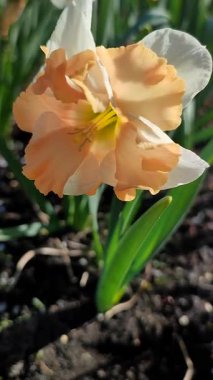 Narcissus türü Edinburgh 'un çiçek açan çiçeği. Güzel nergisler, beyaz ve pembe taç yapraklarıyla güneşli bahar gününde yeşil bir kökün üzerinde büyüyen çiçek dikey