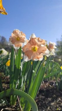 Narcissus türü Edinburgh 'un çiçek açan çiçeği. Naftalin çiçekleri beyaz pembe taç yaprakları ile yeşil sapta, güneşli bahar gününde, mavi gökyüzü ile birlikte toprakta büyür.