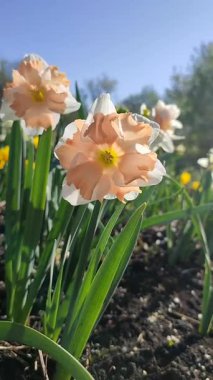 Narcissus türü Edinburgh 'un çiçek açan çiçeği. Naftalin çiçekleri beyaz pembe taç yaprakları ile yeşil sapta, güneşli bahar gününde, mavi gökyüzü ile birlikte toprakta büyür.