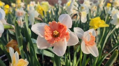 Çiçek açan nergis çiçekleri, beyaz ve turuncu kırmızı yapraklı ayaklanmalar, arkaplandaki narsist çiçeklerin sabah çiğ damlaları ve güneşli baharda bahçedeki çayırlarda yetişen çiyeler..