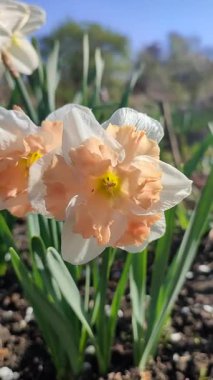 Narcissus çeşitliliğinin çiçek açan çiçeği Palmares yakın çekim. Güzel nergis çiçekleri, beyaz ve pembe taç yapraklarıyla güneşli bir bahar gününde yeşil bir kökün üzerinde büyüyen bir çiçek.
