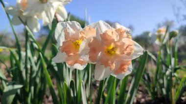 Narcissus çeşitliliğindeki Apple Pie 'ın çiçek açan çiçeği. Güzel nergisler, beyaz ve pembe taç yapraklarıyla, yeşil sapta, güneşli bahar gününde, mavi gökyüzünde büyüyen.