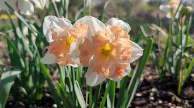 Narcissus çeşitliliğindeki Apple Pie 'ın çiçek açan çiçeği. Güzel nergis çiçekleri, beyaz ve pembe taç yapraklarıyla güneşli bir bahar gününde yeşil bir kökün üzerinde büyüyen bir çiçek.