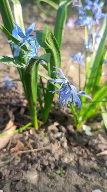 Mor küçük kar tanesi çiçeği. Çiçek açan mavi yapraklar ve yeşil saplı, toprakta büyüyen yapraklar. Çiçekli yatak. Seçici üreme çeşitliliği çiçekleri. Dikey Tarım Bahçeciliği