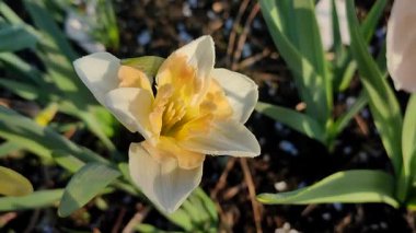 Narcissus Casanova. Çiçek açan nergis çiçeği. Yeşil saplı beyaz turuncu yapraklar. Güneşli bahar gününde kara toprakta yetişiyor. Çiçeklerin seçilmesi. Tarım ve bahçıvanlık