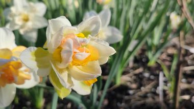 Beautiful blooming flower of narcissus variety Rosy Cloud close-up. Blooming narcissus flower with white and yellow petals in inflorescence with green leaves growing in the ground on sunny spring day