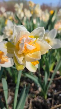 Narcissus çeşitliliğinin güzel çiçekleri yakın plan Gül Bulutu. Çiçek açan narsisli çiçek, bembeyaz sarı taç yapraklı, yeşil yapraklı, güneşli bahar gününde, dikey.