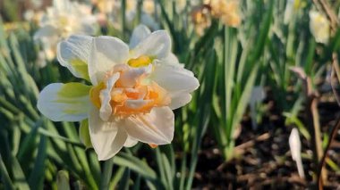 Narcissus çeşitliliğinin güzel çiçekleri yakın plan Gül Bulutu. Çiçek açan narsisli çiçek, beyaz ve sarı taç yapraklı, yeşil yapraklı, güneşli bahar gününde toprakta büyüyen.