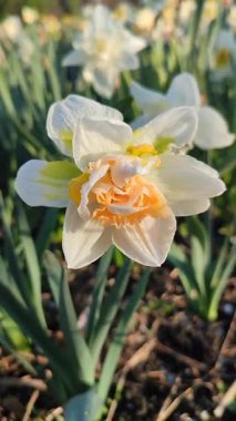 Narcissus çeşitliliğinin güzel çiçekleri yakın plan Gül Bulutu. Çiçek açan narsisli çiçek, bembeyaz sarı taç yapraklı, yeşil yapraklı, güneşli bahar gününde, dikey.