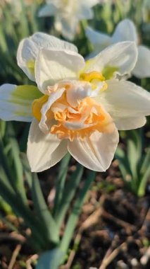 Narcissus çeşitliliğinin güzel çiçekleri yakın plan Gül Bulutu. Çiçek açan narsisli çiçek, bembeyaz sarı taç yapraklı, yeşil yapraklı, güneşli bahar gününde, dikey.