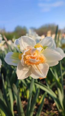 Çiçek açan narsisli pembe bulutlu yakın çekim. Çiçek açan narsisli çiçek, bembeyaz sarı taç yapraklı, yeşil yapraklı, güneşli bahar gününde, mavi gökyüzü dikey.