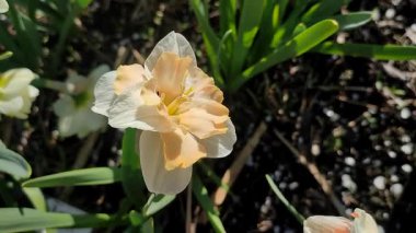 Narcissus Casanova. Çiçek açan nergis çiçeği. Yeşil saplı beyaz turuncu yapraklar. Güneşli bahar gününde kara toprakta yetişiyor. Çiçeklerin seçilmesi. Tarım ve bahçıvanlık