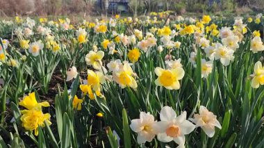 Çiçek açan nergis çiçekleri yeşil saplı sarı, pembe, beyaz taç yaprakları güneşli bahar günlerinde bahçede açar ve büyür. Çiçeklerin seçilmesi. Tarım ve bahçıvanlık