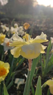 Çiçek açan sarı nergis çeşidi. Güneşli baharda güneş ışınları tarafından aydınlatılan ve zeminde büyüyen bulanık narsislerin arka planındaki yaprakların üzerindeki sabah çiğ taneleriyle birlikte. Dikey.