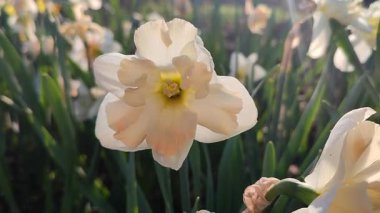 Narcissus çeşitliliğinin güzel çiçekleri. Çiçek açan çiçek, beyaz pembe taçyapraklı, tomurcuklu yeşil saplı, güneşli bir bahar sabahı parlayan güneşli bir bahar sabahı büyüyor.