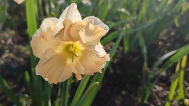 Güneşli bahar gününde çiçek açan narsisli çiçek. Narcissus çeşitliliğindeki kayısı girdabından oluşan çeşitli bir çiçek. Pembe beyaz taç yaprakları, yeşil yaprak ve parlak güneş ışınlarıyla doludur.