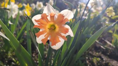 Narcissus türünün güzel çiçekleri Shrike 'ın yakın çekimi. Yeşil saplı beyaz yapraklı parlak turuncu yapraklar, güneşli bahar gününde bahçede çiçek tarhında yapraklar. Doğa