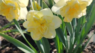Güneşli bahar gününde açan üç nergis çiçeği. Narsislerin çeşitli çiçekleri Altın İnci. Sarı yapraklar, beyaz taç yaprakları, tomurcuklanma, mantarlar yeşil sapta ve yapraklar toprakta.