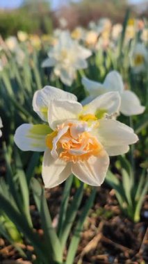 Narcissus çeşitliliğinin güzel çiçekleri yakın plan Gül Bulutu. Çiçek açan narsisli çiçek, bembeyaz sarı taç yapraklı, yeşil yapraklı, güneşli bahar gününde, dikey.