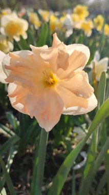 Güneşli bahar gününde çiçek açan narsis çiçeği. Narcissus çeşitliliğindeki kayısı girdabından oluşan çeşitli bir çiçek. Beyaz yaprakların üzerindeki pembe taç yaprakları dolgunluk, yeşil yaprakların üzerindeki erkeklik organları dikey.