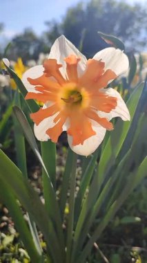 Narcissus Shrike çeşitliliğinin çiçek açması. Parlak turuncu yapraklar, beyaz yapraklar, yeşil gövdeler, güneşli bahar gününde bahçede mavi gökyüzüne karşı. Çiçeklerin seçilmesi ve üremesi. Dikey
