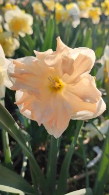 Çiçekli nergis çiçeği çeşidi kayısı Girdabı beyaz pembe taç yapraklarıyla narsisli çiçeklerin arka planında ergenlik çiçekleri ve güneşli bahar günlerinde bahçedeki çayırlarda yetişiyor. Seçme. Dikey