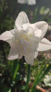 Narsisli Calgary tipi yakın çekim. Çiçek açan nergis çiçeği, yeşil saplı beyaz yapraklar, güneşli bahar gününde toprakta büyüyor. Çiçeklerin seçilmesi. Dikey Tarım Bahçeciliği