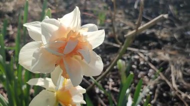 Narcissus türü Replete 'ların çiçek açan çiçekleri. Güzel nergis çiçekleri, beyaz ve pembe taç yapraklarıyla güneşli bir bahar gününde yeşil bir kökün üzerinde büyüyen bir çiçek.