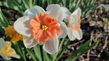 Çiçek açan nergis çiçekleri, beyaz ve turuncu kırmızı yapraklı ayaklanmalar, arkaplandaki narsist çiçeklerin sabah çiğ damlaları ve güneşli baharda bahçedeki çayırlarda yetişen çiyeler..