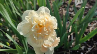 Narsislerin güzel çiçekleri çiçek süprizi. Yeşil saplı beyaz ve pembe yapraklı nergisler ve güneşli bir bahar sabahı kara toprakta büyüyen yapraklar. Seçim üretimi