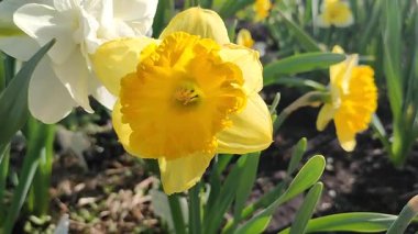 Narcissus 'un güzel çiçek açan çeşitli mercan tacı. Çiçek açan nergis çiçekleri, sarı yapraklarla dolgunluk, yeşil saplı mantarlar, güneşli bahar günlerinde toprakta büyüyen yapraklar.