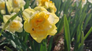 Beautiful blooming narcissus flower on sunny spring day. Varietal flower of narcissus variety Dick Wilden. Many yellow petals collected in inflorescence on green stem with leaves growing in flower bed