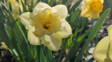 Çiçek açan nergis çiçeği çeşidi sarı yapraklı yeşil yapraklı sarı inciler narsis çiçeklerinin arka planında yapraklar ve güneşli baharda bahçedeki çayırlarda yetişen
