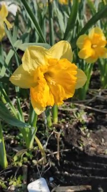 Narcissus 'un güzel çiçek açan çeşitli mercan tacı. Çiçek açan nergis çiçekleri, yeşil saplı sarı yapraklar ve güneşli bahar günlerinde yaprakları büyüyen mantarlar. Dikey