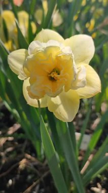 Çiçek açan nergis çiçekli sarı yapraklı sarı yapraklı narsislerin arka planında yaprakları olan sarı yapraklı inciler ve güneşli baharda bahçedeki çayırlarda dikey olarak yetişen