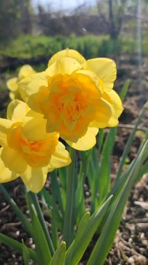 Blooming narcissus flower on sunny spring day. Varietal flower of narcissus variety Dick Wilden. Many yellow petals collected in inflorescence on green stem with leaves growing in flower bed. Vertical