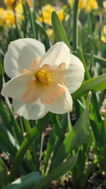 Narcissus Casanova. Çiçek açan nergis çiçeği. Yeşil saplı beyaz turuncu yapraklar. Güneşli bahar gününde kara toprakta yetişiyor. Çiçeklerin seçilmesi. Dikey Tarım Bahçeciliği