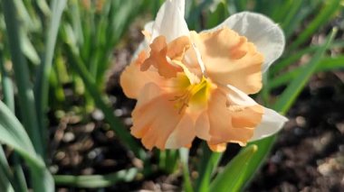 Çiçek açan narsisli Edinburgh tipi yakın plan. Güneşli bahar gününde yeşil sapta büyüyen, beyaz ve pembe yapraklı nergisler. Tarım çiftçiliği.