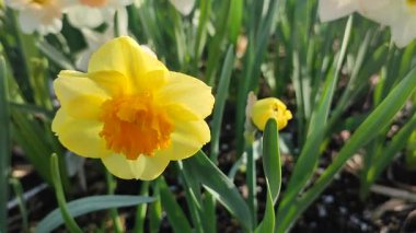 Narsislerin çiçek açan modern sanatın yakın çekimi. Çiçek açan nergis çiçeği yeşil sapında sarı turuncu taç yaprakları ve güneşli bir bahar sabahı toprakta büyüyen yapraklar.