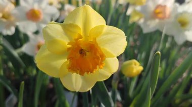 Narsislerin çiçek açan modern sanatın yakın çekimi. Çiçek açan nergis çiçeği yeşil sapında sarı turuncu taç yaprakları ve güneşli bir bahar sabahı toprakta büyüyen yapraklar.