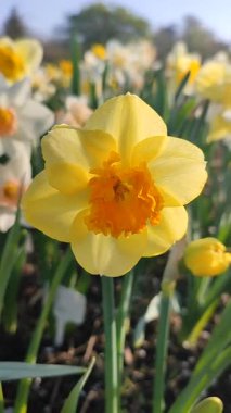 Çiçek açan narsisli modern sanat eseri. Çiçek açan nergis çiçeği yeşil sapında sarı turuncu taç yaprakları ve güneşli bir bahar sabahı toprakta büyüyen yapraklar. Dikey