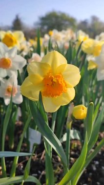 Çiçek açan narsisli modern sanat eseri. Çiçek açan nergis çiçeği yeşil sapında sarı turuncu taç yaprakları ve güneşli bir bahar sabahı toprakta büyüyen yapraklar. Dikey