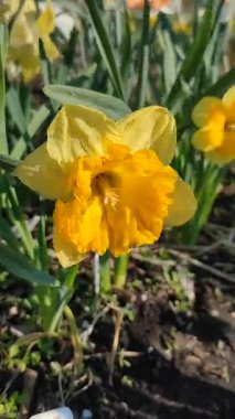 Narcissus 'un güzel çiçek açan çeşitli mercan tacı. Çiçek açan nergis çiçekleri, yeşil saplı sarı yapraklar ve güneşli bahar günlerinde yaprakları büyüyen mantarlar. Dikey
