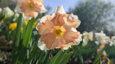 Blossoming flower of the narcissus variety Edinburgh close-up. Beautiful daffodils flower with white and pink petals in inflorescence on green stem growing in ground on sunny spring day with blue sky
