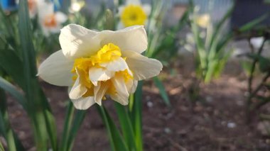 Narcissus türü dalga yakın çekim. Çiçek açan nergis çiçekleri yeşil sapta beyaz sarı yapraklar ve güneşli bahar gününde toprakta büyüyen yapraklar. Tarım ve bahçıvanlık