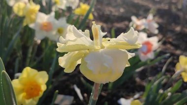 Çiçek açan sarı nergis çeşidi. Güneşli bir bahar sabahı toprağın altında yetişen bulanık narsislerin arka planında sabah çiğ taneleri ile Sunny Side Up.