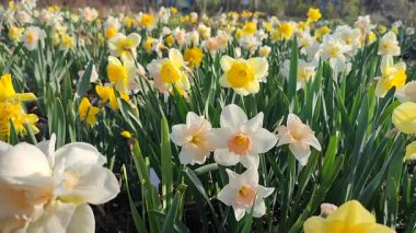 Çiçek açan nergis çiçekleri yeşil saplı sarı, pembe, beyaz taç yaprakları güneşli bahar günlerinde bahçede açar ve büyür. Çiçeklerin seçilmesi. Tarım ve bahçıvanlık