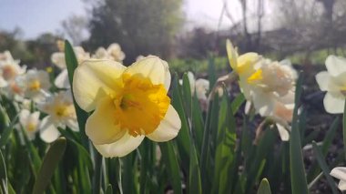 Güzel çiçek narsisli kıvırcık. Çiçek açan nergis çiçekleri, yeşil saplı sarı yapraklar ve güneşli bahar günlerinde yaprakları büyüyen mantarlar. Seçim üretimi